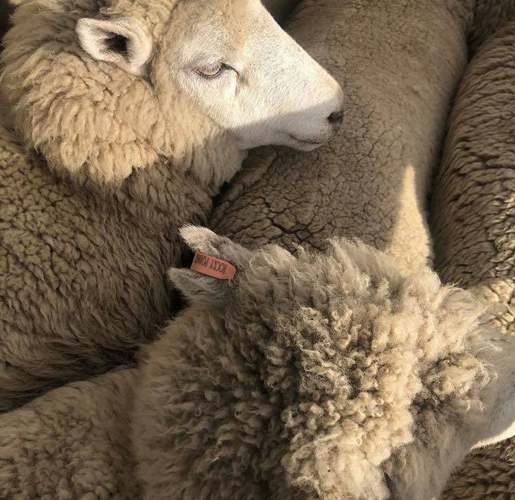 Canterbury Peony Pink / Wide brim Fedora Hat